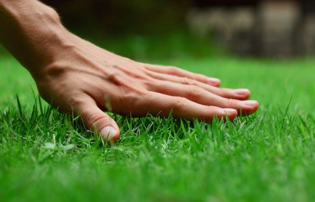 Rumput rumput yang merosakkan rumpai dan teknologi pertaniannya