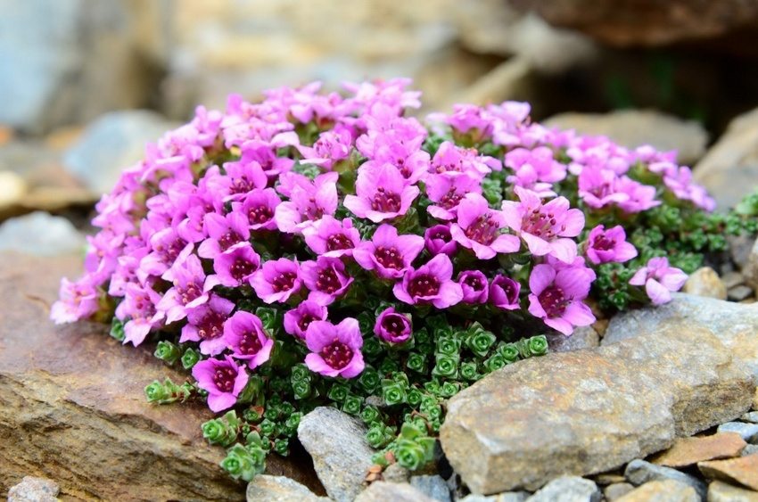 La saxífraga de hojas opuestas es una planta de cobertura del suelo que es excelente para decorar rocallas La saxífraga de hojas opuestas es una planta de cobertura del suelo que es excelente para decorar rocallas