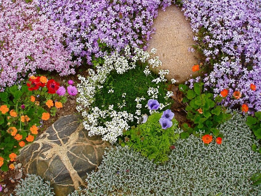 Las plantas florecientes que cubren el suelo deleitan la vista con colores brillantes y realizan una función protectora, fortaleciendo el suelo. Las plantas florecientes que cubren el suelo deleitan la vista con colores brillantes y realizan una función protectora, fortaleciendo el suelo.