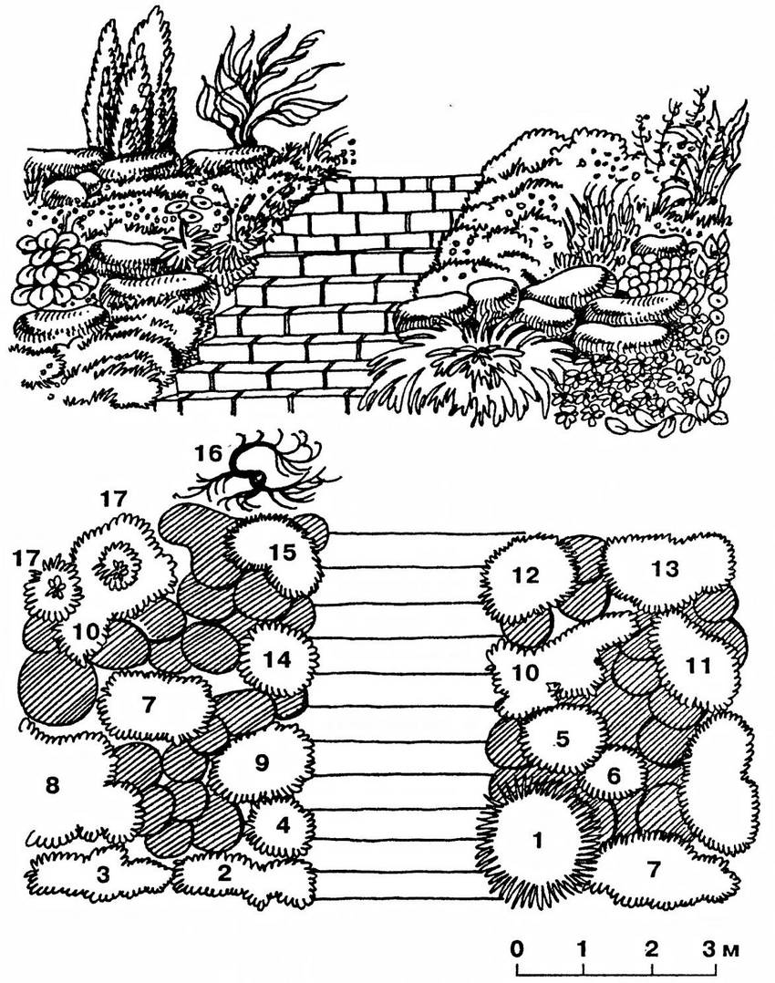 Tobogán decorativo de rocalla: 1 - cotoneaster horizontal; 2 - arabis alpinos; 3 - violeta fragante; 4 - Iberis; 5 - cincel; 6 - clavel de césped; 7 - saxífraga; 8 - Dorocum caucásico; 9 - Campana de los Cárpatos; 10 - phlox podrido; 11 - dicenter; 12 - gypsophila; 13 - Solidago canadiense; 14 - alissum; 15 - aster alpino; 16 - tamarix; 17 - enebro común Tobogán decorativo de rocalla: 1 - cotoneaster horizontal; 2 - arabis alpinos; 3 - violeta fragante; 4 - Iberis; 5 - cincel; 6 - clavel de césped; 7 - saxífraga; 8 - Dorocum caucásico; 9 - Campana de los Cárpatos; 10 - phlox podrido; 11 - dicenter; 12 - gypsophila; 13 - Solidago canadiense; 14 - alissum; 15 - aster alpino; 16 - tamarix; 17 - enebro común