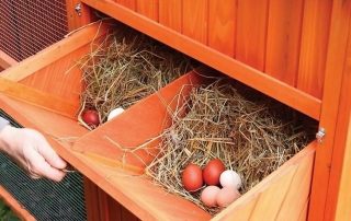 Nidi fai da te per galline ovaiole: foto, dimensioni, consigli