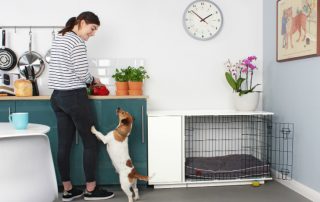 Kandang anjing di sebuah apartmen: cara membuat tempat yang selamat untuk haiwan kesayangan