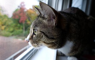 Anti-kucing: jaring pada tingkap untuk melindungi haiwan peliharaan